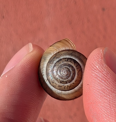 Portugala inchoata