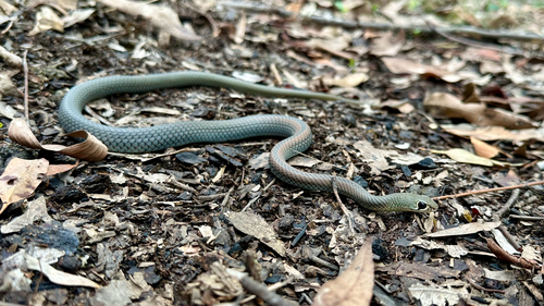 Yellow-faced Whipsnake sighting
