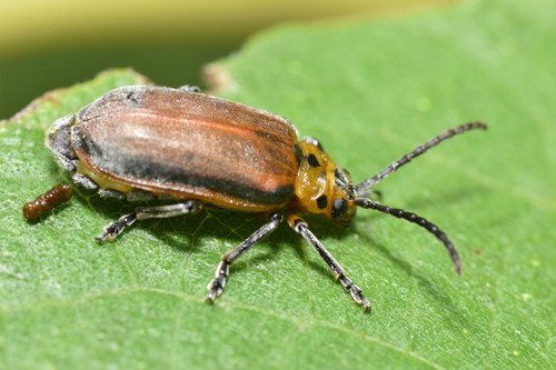 Poneridia semipullata