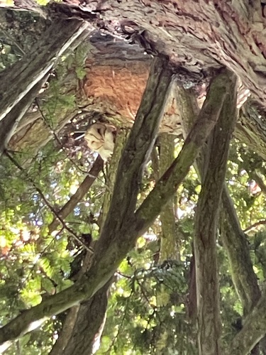 View observation of {o.common_name} on iNaturalist