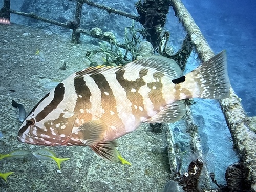 Epinephelus striatus