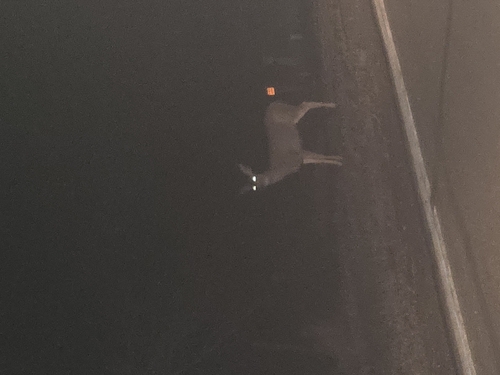 White-tailed Deer