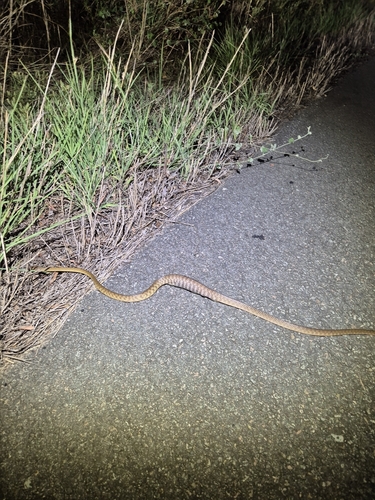 Brown Tree Snake sighting