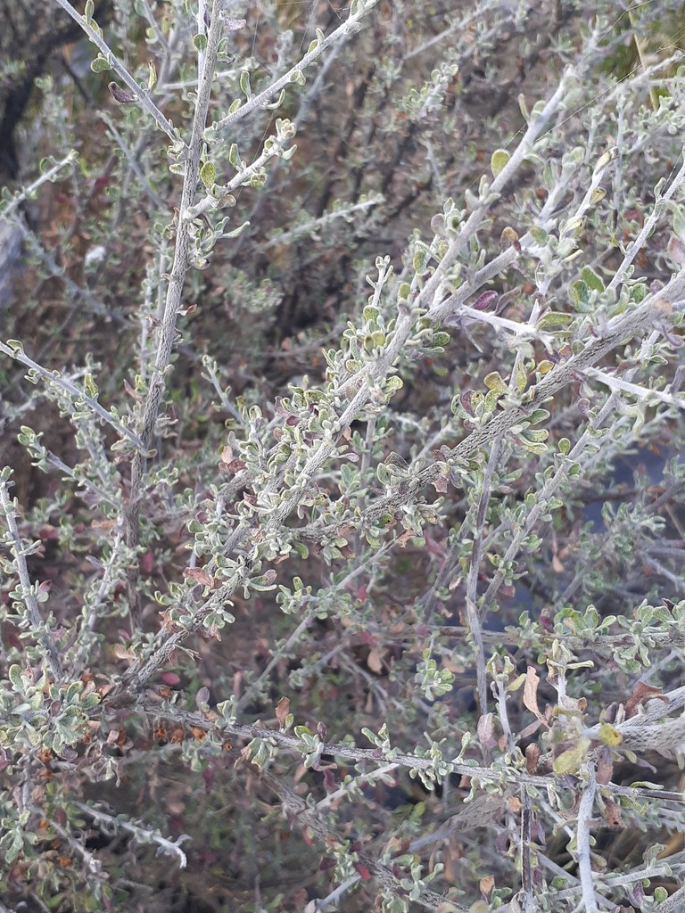 Condalia Condalia from Mazapil Municipality, Zacatecas, Mexico on December 5 ...
