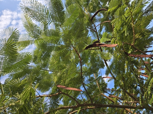 Flamboyant (Delonix regia)
