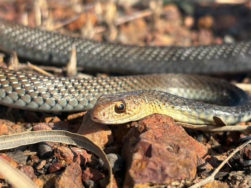 Lesser Black Whipsnake sighting