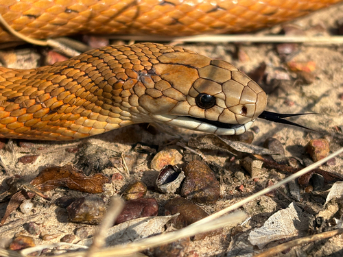 Speckled Brown Snake sighting