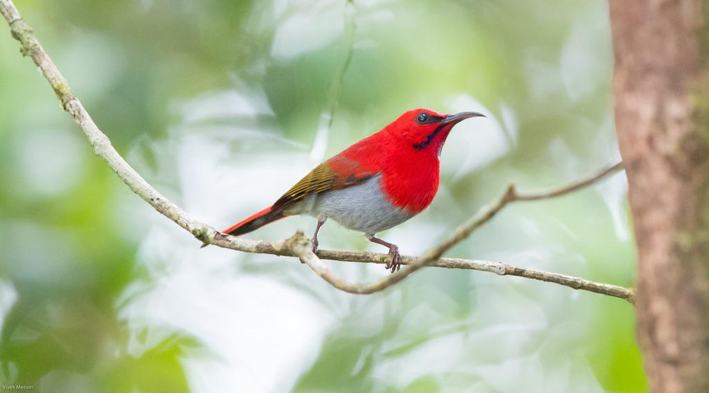 Temminck's Sunbird photo