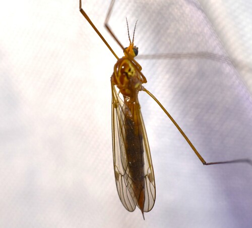 Unknown species found near St. Louis, MO, USA