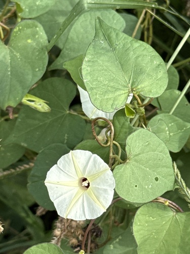 Obscure Morning Glory