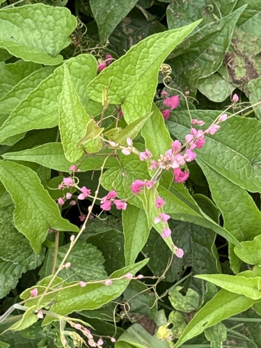 Coral Vine