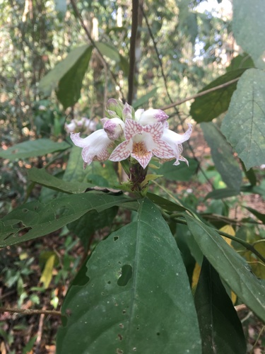 Phlogacanthus annamensis