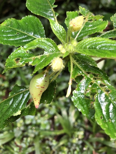 Impatiens burtonii