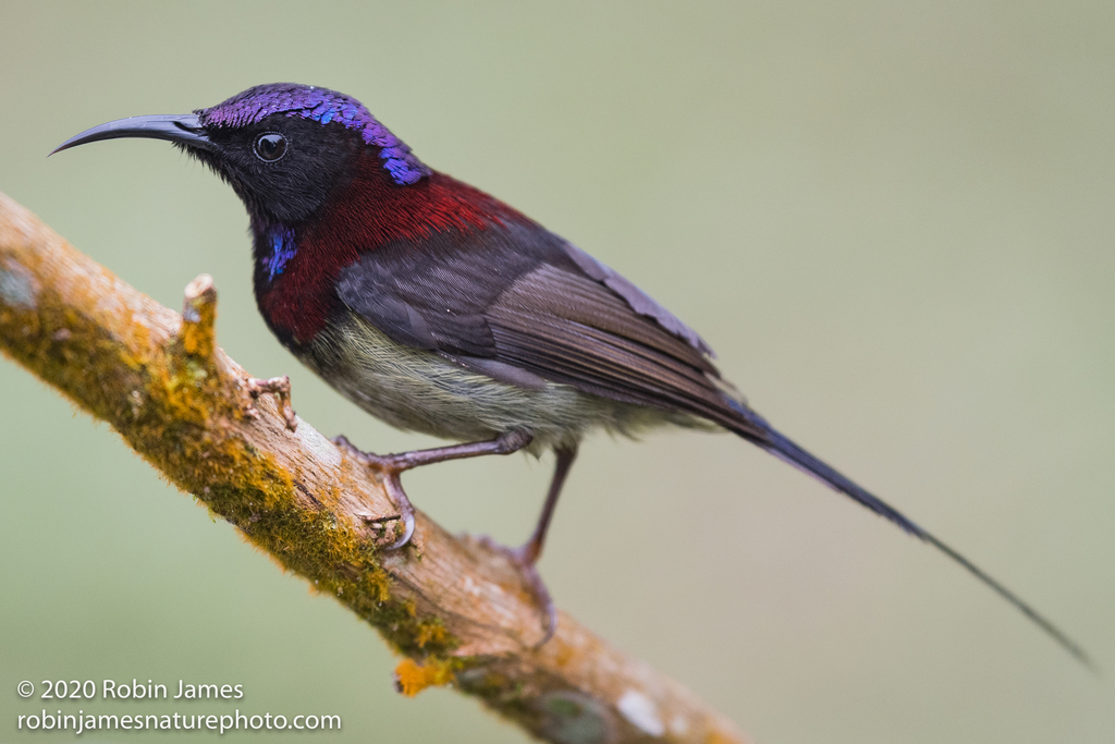 Black-throated Sunbird (Aethopyga saturata) photo