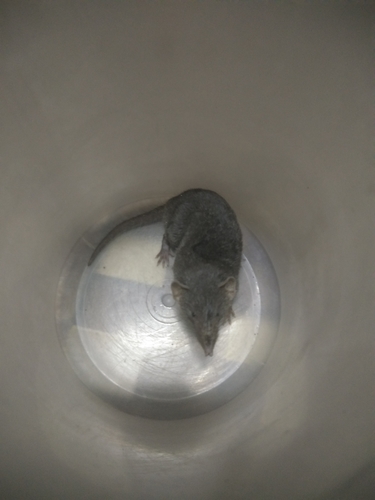 Malayan Shrew (Crocidura malayana) — Least Concern Mammalia