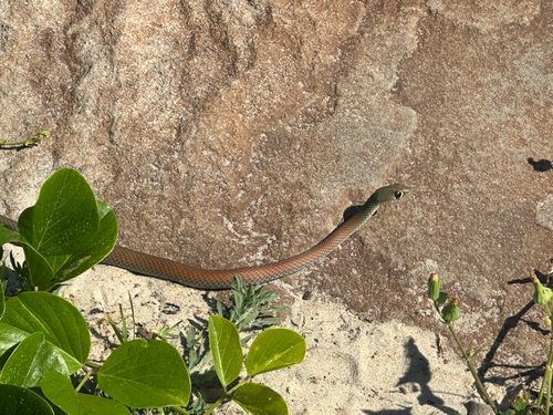 Yellow-faced Whipsnake sighting