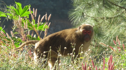 Assam Macaque