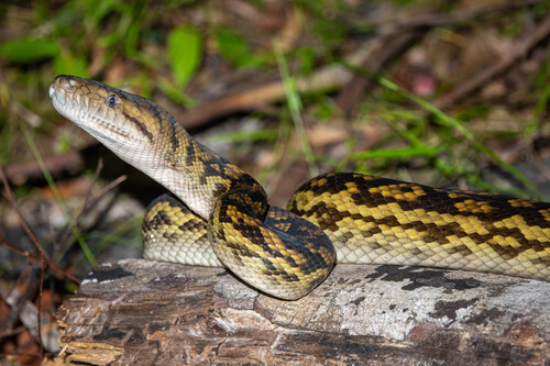 Australian Scrub Python sighting
