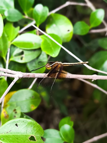 Pied Paddy Skimmer