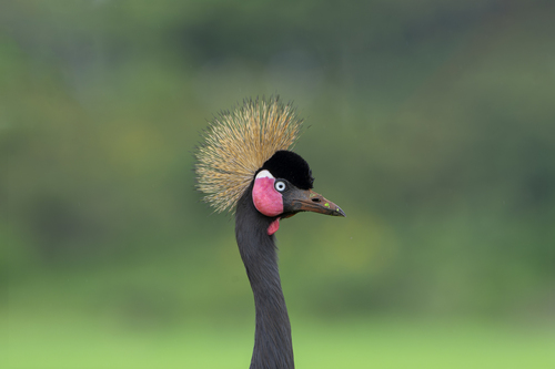 Black Crowned Crane