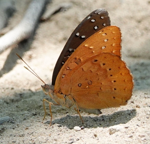 Guineafowl Butterfly