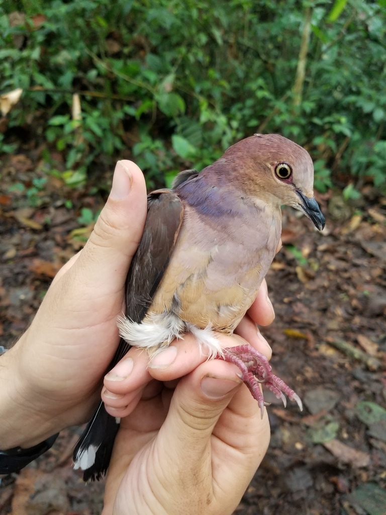 Ochre-bellied Dove photo
