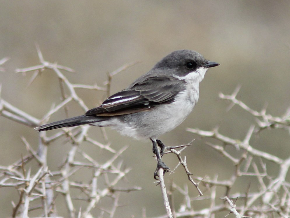 Fiscal Flycatcher photo