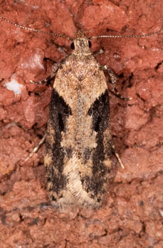 Black-smudged Chionodes Moth
