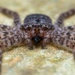 Wall Crab Spiders - Photo (c) Javier Chiavone, all rights reserved, uploaded by Javier Chiavone