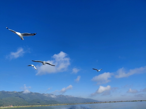 Brown-headed Gull