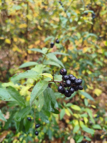 Common Privet