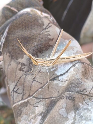 Mediterranean Slant-faced Grasshopper