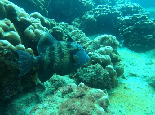 Stone Triggerfish