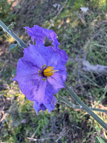 iNaturalist observation photo of bluewitch nightshade