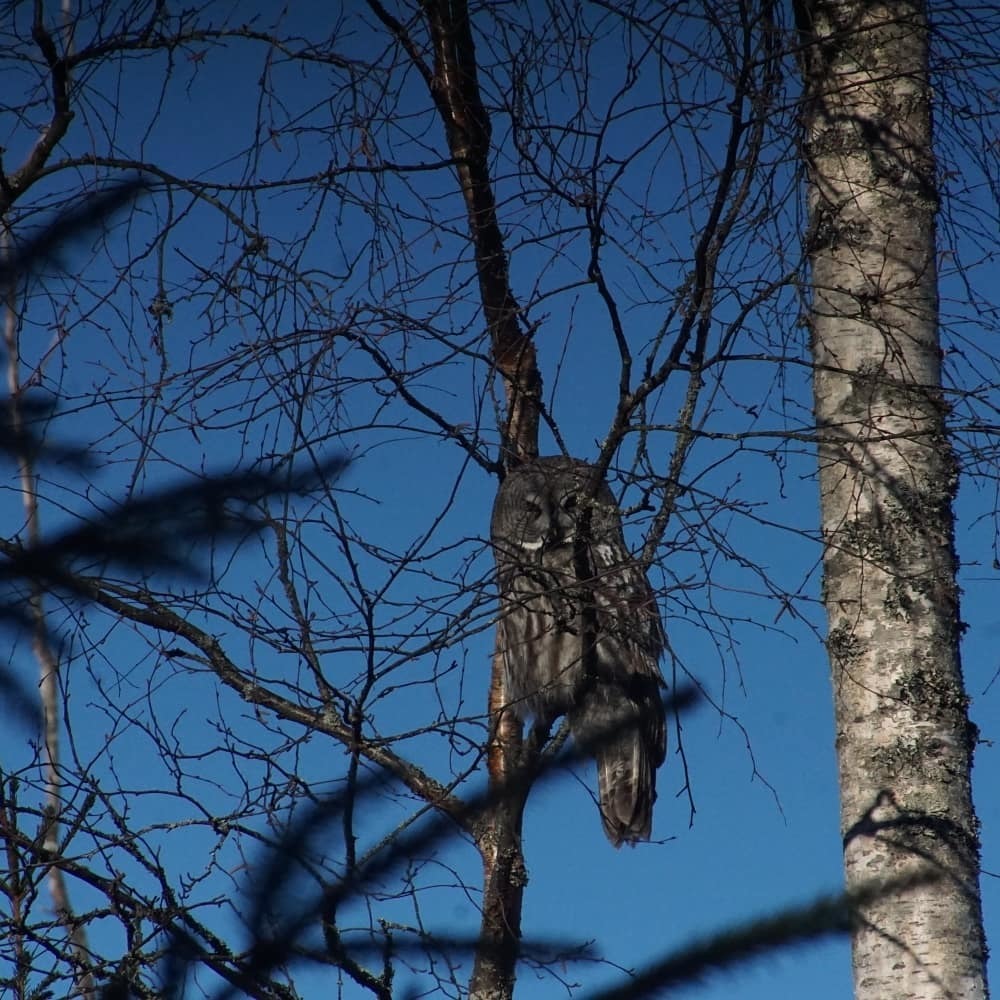 Great Gray Owl In April 2019 By Hauk Liebe INaturalist   Large 