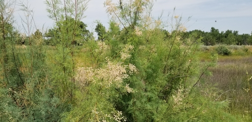 saltcedar