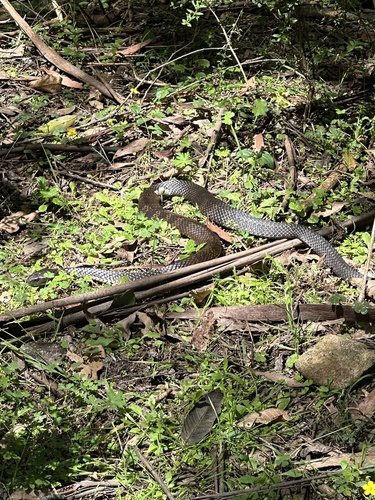 Tiger Snake sighting