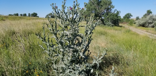 cotton thistle