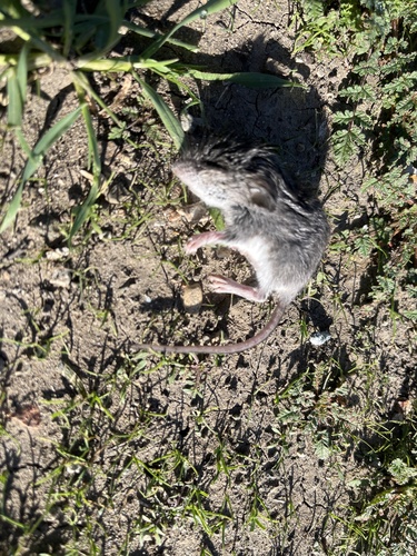iNaturalist observation photo of Gambel's Deer Mouse
