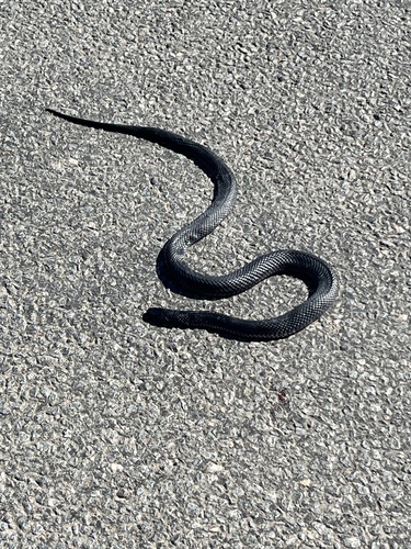 Red-bellied Black Snake sighting
