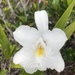 Sobralia liliastrum - Photo (c) Priscilla Sales Gomes, όλα τα δικαιώματα διατηρούνται, uploaded by Priscilla Sales Gomes