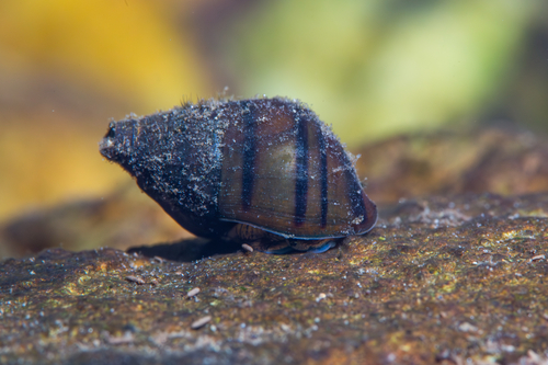 Coldwater Elimia