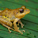 Disc Robber Frog - Photo (c) Matthieu Berroneau, all rights reserved