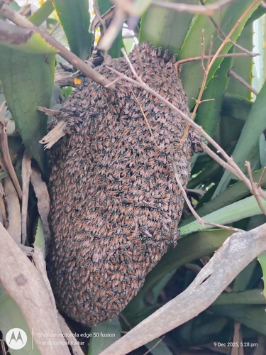 Red Dwarf Honey Bee