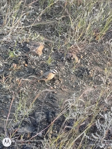Ashy-crowned Sparrow-Lark