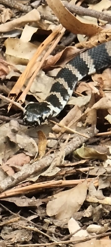 Stephens' Banded Snake sighting