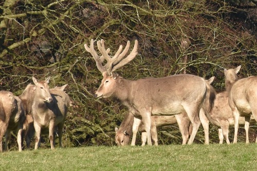 Père David's Deer