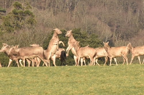Père David's Deer