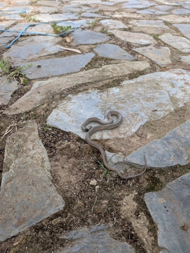 Eastern Brown Snake sighting