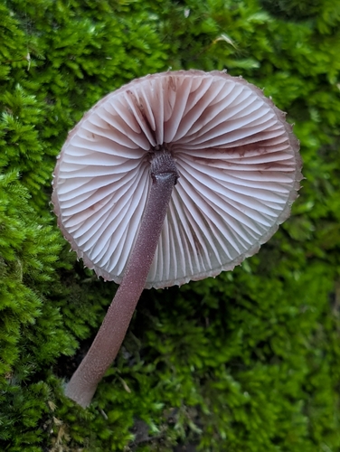Bleeding Fairy Helmet